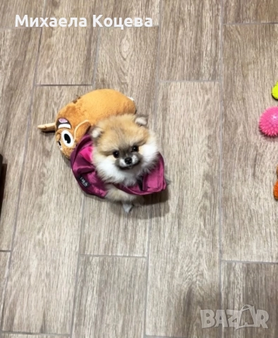 Мини Померани 