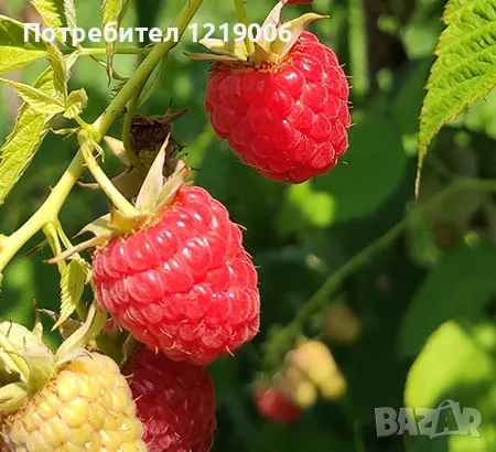 Първокласен инвитро разсад от боровинки, малини и ягоди, снимка 4 - Разсади - 47828418