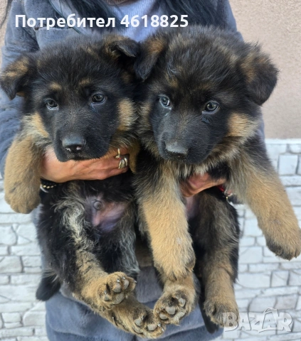 Немски овчарки , снимка 2 - Немска овчарка - 53666068