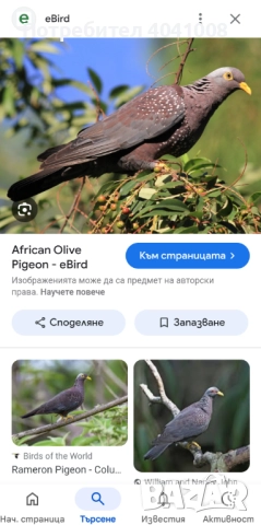 Продавам Егзотични гълъби , снимка 10 - Гълъби - 52808966