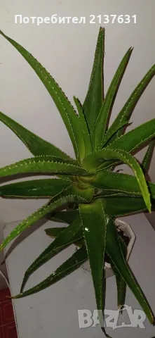 ГОЛЯМО АЛОЕ - Височина 65 см