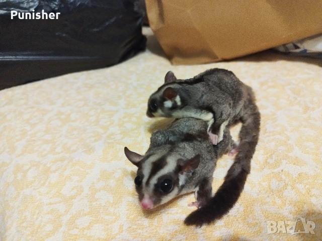 Захарни летящи катерички, снимка 2 - Други животни - 53678497