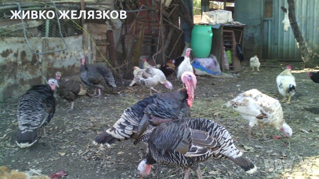 ПРОДАВАМ  --- ЛЕЖАЩИ ПУЙКИ-МАЙКИ СЪС ЯЙЦАТА ИМ, снимка 13 - Кокошки и пуйки - 43961759