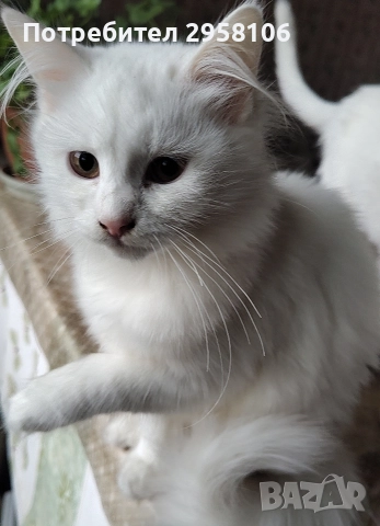 персийска чинчила, снежно бяла, 5 мес., снимка 5 - Британска късокосместа - 50837290