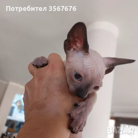 Чистокръвно коте сфинкс, снимка 13 - Сфинксове - 55976219