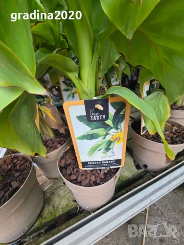 Банан - Мусо баджо / Musa Basjoo СТУДОУСТОЙЧИВ И ПЛОДОДАВАЩ - ЯДЛИВ, снимка 3 - Разсади - 51279587