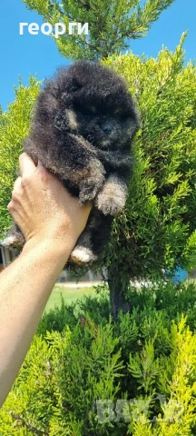 померан, снимка 5 - Померан - 50784620