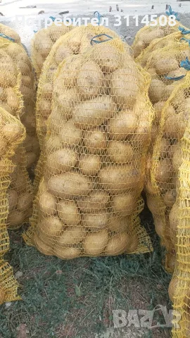 Продавам картофи сорт Сорая!