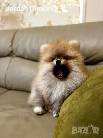 Мъжки Полерани, снимка 5 - Померан - 52431228