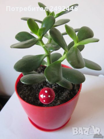  Дърво на живота  - Красула, снимка 3 - Стайни растения - 34013428