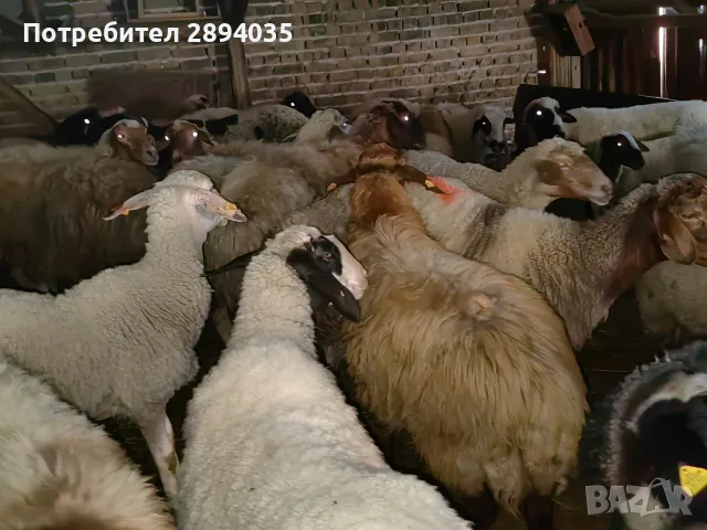 свободни овце, кочове , снимка 3 - Овце - 55756368