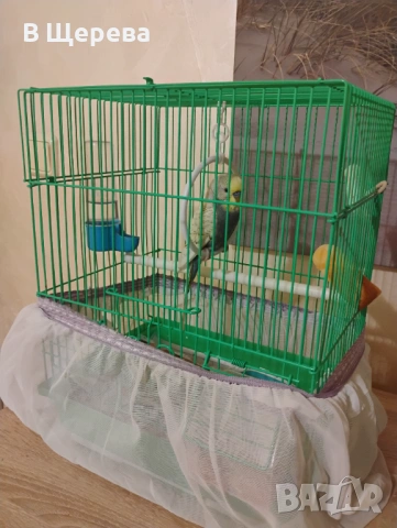 Продавам вълнист папагал заедно с клетката , снимка 2 - Папагали - 53713026