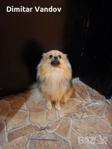 Продавам го шпиц женско , снимка 3 - Шпиц - 53649977