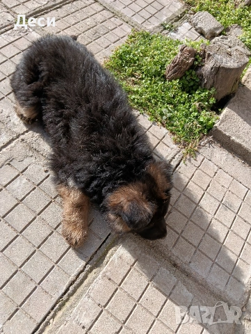 немска овчарка, снимка 4 - Немска овчарка - 53262392