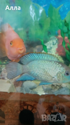Севериум, анцитруси голями, папагал, синегал, снимка 3 - Рибки - 53565247