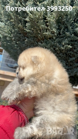 Мини момчета померан, снимка 2 - Померан - 53803711