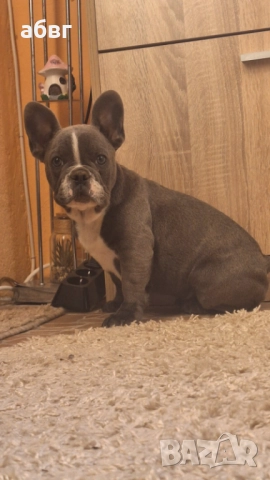 Сини булдочета, снимка 1