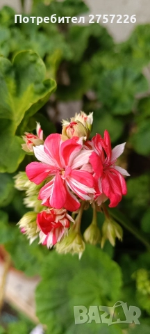 Pelargonium malloca 