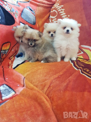 Померан померани свободни Гр. София, снимка 6 - Померан - 53483777