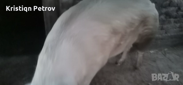 Продавам Прасе, снимка 3 - Прасета - 52469264