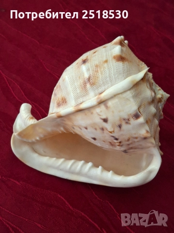 Голяма раковина 