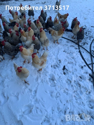  Домашни петли 12.50