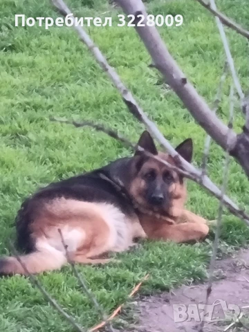 Немска овчарка , снимка 4 - Немска овчарка - 51335194