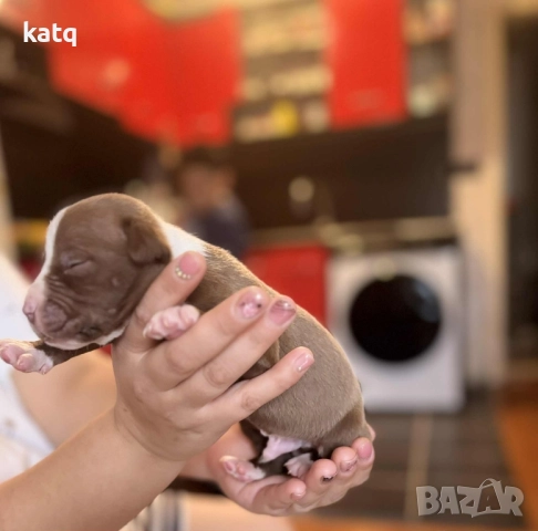 Питбулчета за продажба! 🐾 , снимка 5 - Питбул - 52518976