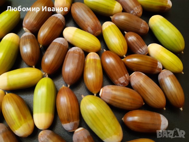 Семена от широколистни видове - Дъб Скоруша Бук Габър Еводия Албиция Пекан Лимон Глог Рожков, снимка 18 - Сортови семена и луковици - 27354748