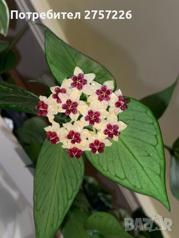 Hoya polyneura