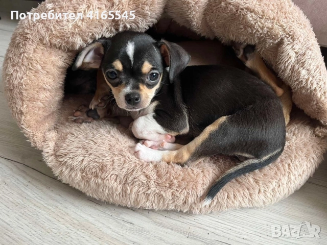 Чихуахуа момиченце гр. Варна, снимка 5 - Чихуахуа - 52787097