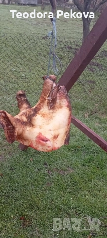 свободни свински глави 