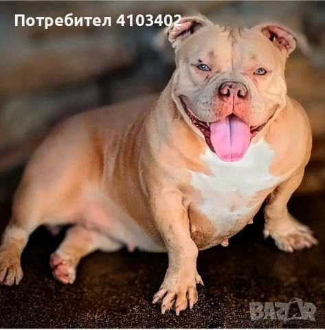 Американско були-покет , снимка 4 - Американски стафордширски териер - 50067392