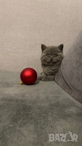 Британско късокосместо коте 