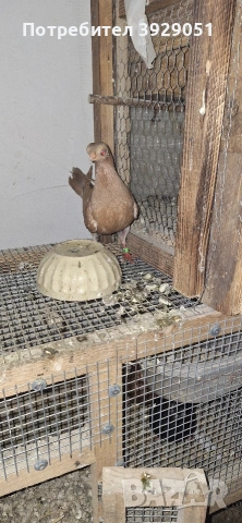 Продавам будапещенски, снимка 7 - Гълъби - 53373198