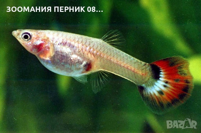 Декоративни рибки - Риби Гупа - ЛИЧНО ПЕРНИК, снимка 2 - Рибки - 36062544
