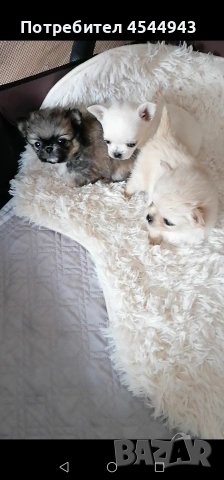 Малки чихуанчета , снимка 8 - Чихуахуа - 53402445