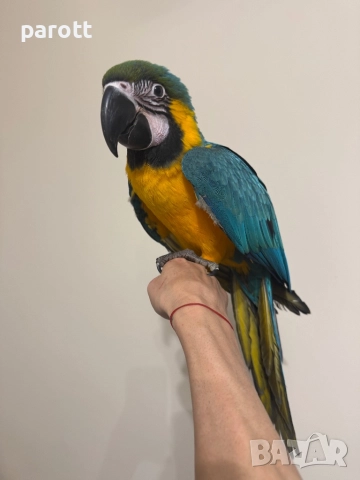 Ръчно хранена Синьо-жълта Ара, снимка 6 - Папагали - 52793164