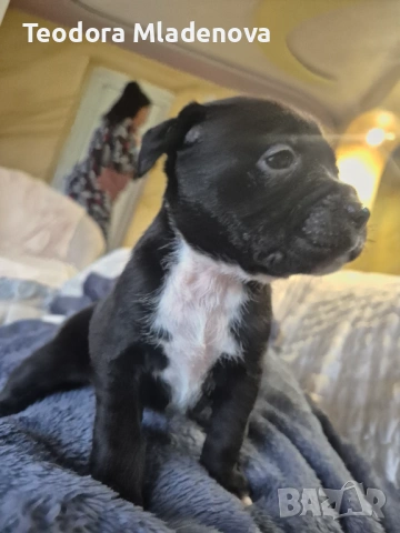 Продавам питбулчета , снимка 3 - Други животни - 53249389