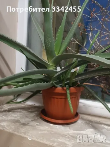 Растение Алое