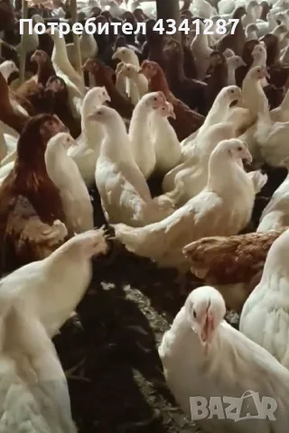 ярки бял легхорн