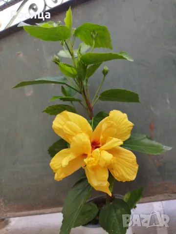 китайска роза, снимка 2 - Стайни растения - 50275687