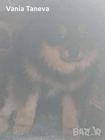 mladi kushenca 2- ednata e na 8 meseca drugata e na 1.5 m mujkoto e na 2.5 meseca