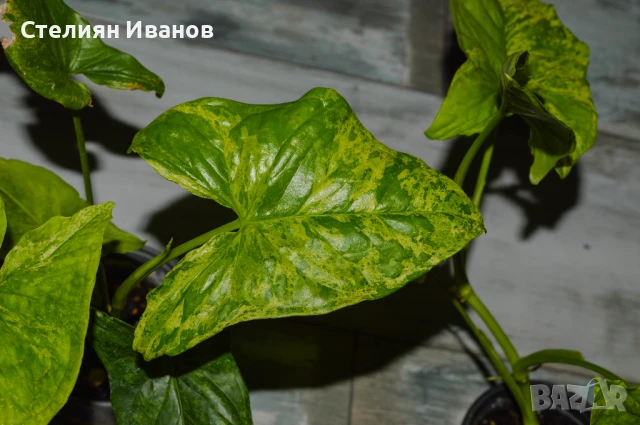 Сингониум 'Мохито' (Synonium 'Mojito'), снимка 3 - Стайни растения - 47568011