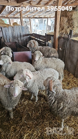 Шилета мъжки на 10 месеца, снимка 5 - Овце - 53581920