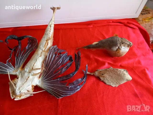 Препарирани Екзотични Океански РИБИ , Риба, снимка 7 - Антикварни и старинни предмети - 49855437