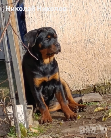 Ротвайлер 
