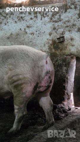 НЕРЕЗ 250-260кг 3годишен работещ, снимка 3 - Прасета - 53515566