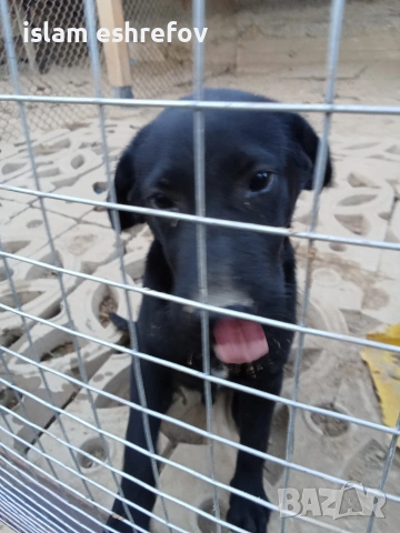 Лабрадор с паспорт и всички эадължителни ваксини мъжки на 8 месеца, снимка 2 - Лабрадор ретривър - 53033913