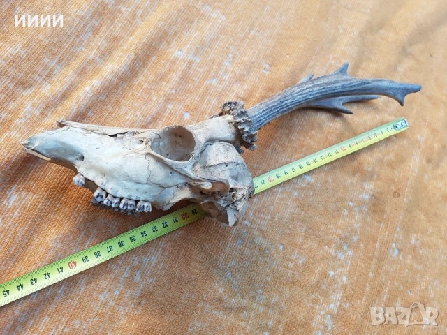 Голям ловен трофей Сръндак , снимка 4 - Антикварни и старинни предмети - 53648136